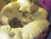 Thumbnail naar een foto van een trotse Beauty met haar 2 pasgeboren pups Charlie & Zita