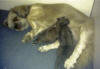 Thumbnail to a photo of mommy Beauty with Charlie & Zita which were than a few days old
