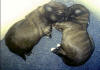 Thumbnail naar een foto waar Charlie (links) en Zita (rechts) liggen te slapen in de werpkist