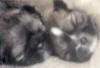 Thumbnail to a photo where Charlie (left) and Zita (right) were sleeping against mommy's belly