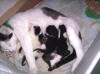 Thumbnail naar een foto van Cheeta met 5 melkdrinkende kittens samen in een doos