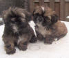 Thumbnail naar een foto van Charlie (links) en Zita (rechts) op de tuintafel toen ze 6,5 weekjes oud waren